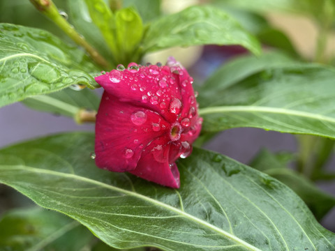 长春花