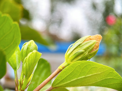 木槿花