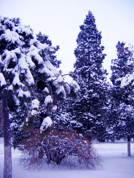 雪中的松树