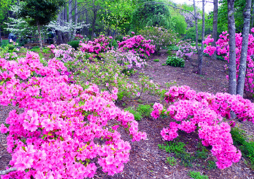 杜鹃花