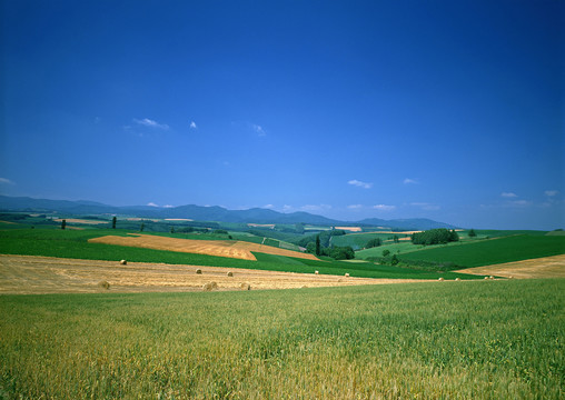 田野