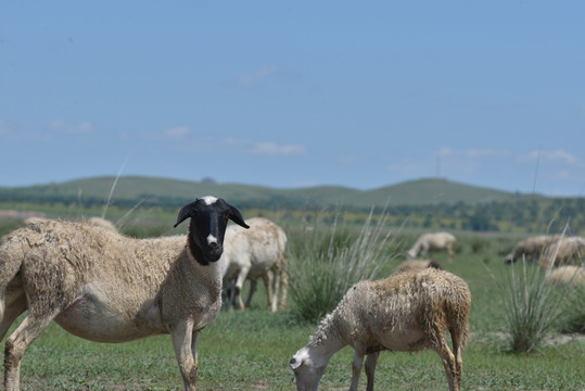 正在吃草原的绵羊