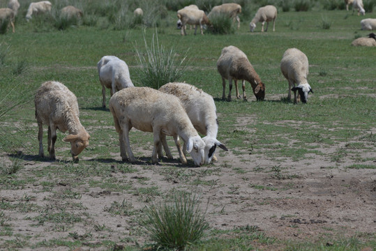 羊原上的羊群