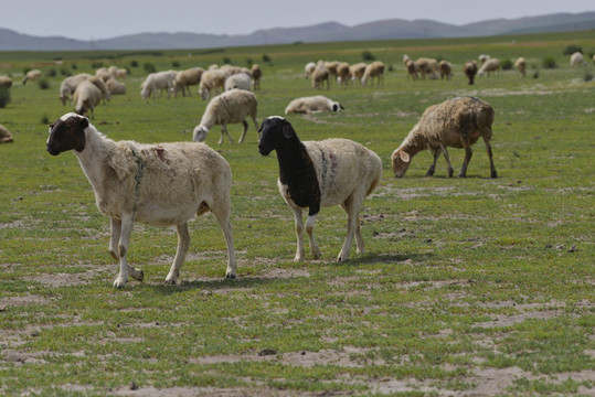 草原上的一群羊特写