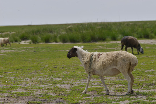 草原上的一群羊特写