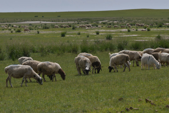 羊原上的羊群
