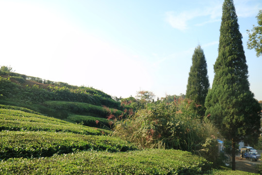 茶园高山茶