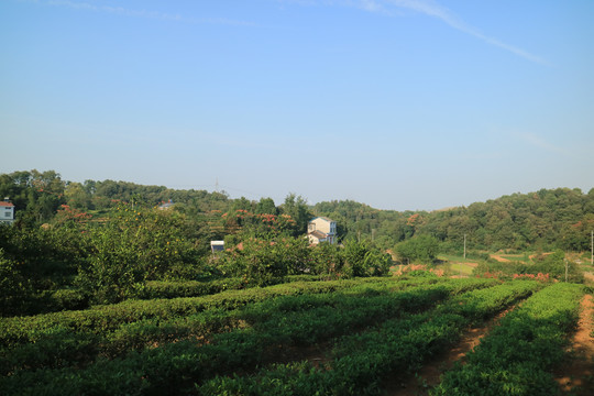 梯田茶园