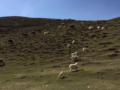 山坡放牧羊群