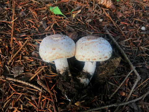 草丛蘑菇