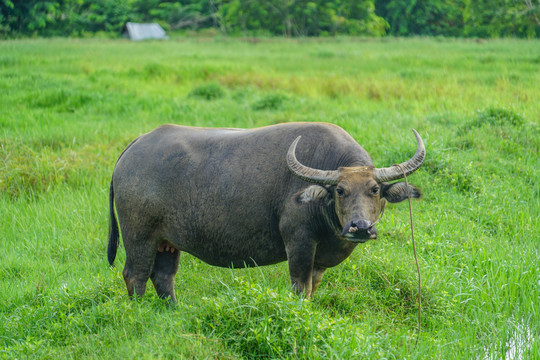 田地里的大水牛