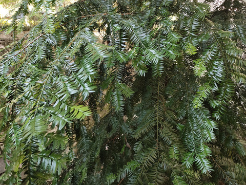 常绿植物