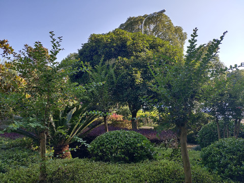 公园绿植特写