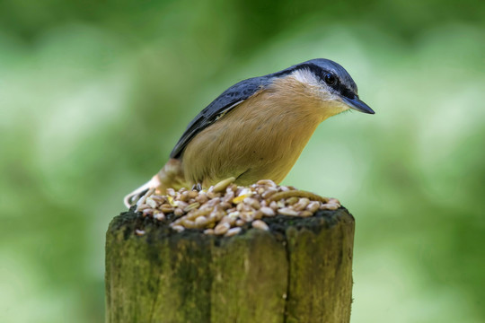 栗臀鳾