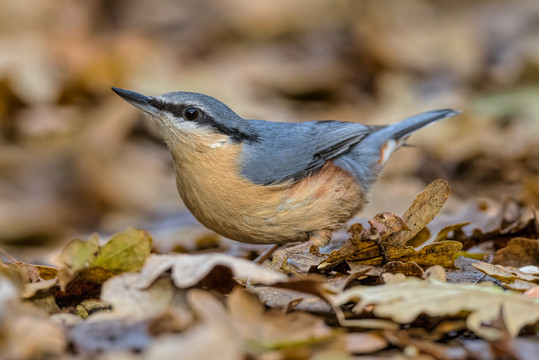 栗臀鳾