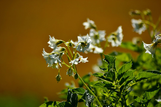 洋芋花