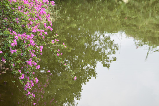 岸边花