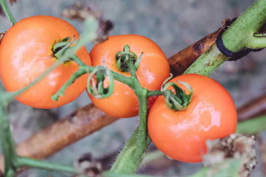 西紅柿種植田園蔬菜