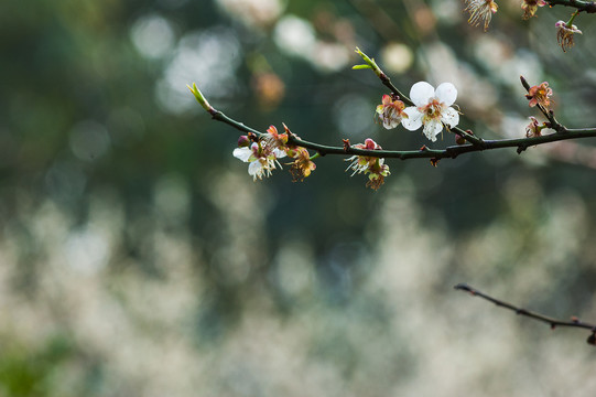 梅花