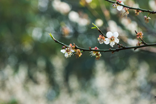 梅花