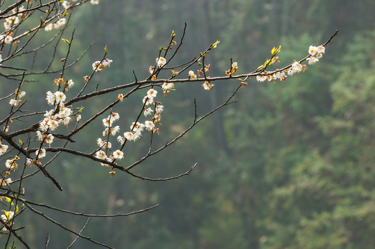 梅花