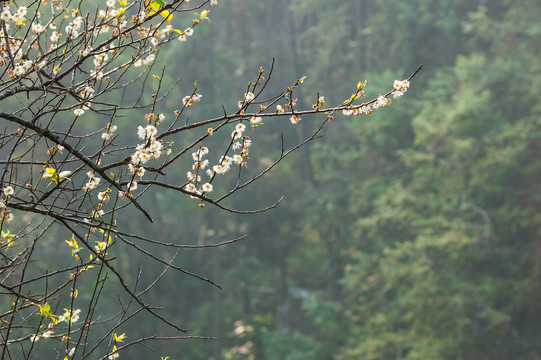 梅花