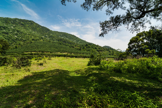 高山草场养牛场