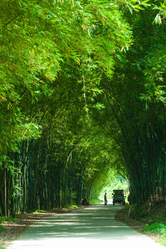 竹林隧道