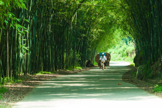 竹林隧道