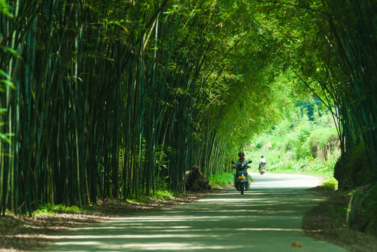 竹林隧道