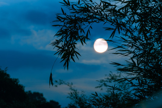 夜空中竹子梢头的月亮