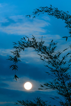 夜空中竹子梢头的月亮