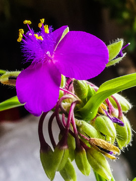 一朵小花