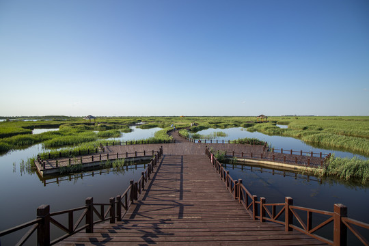 湿地生态公园芦苇栈桥