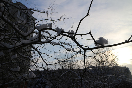 冰雪树挂