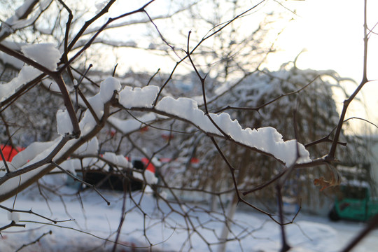 冰雪树挂