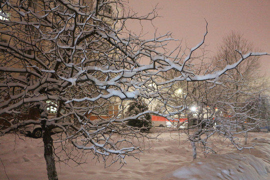 灯光雪景树挂