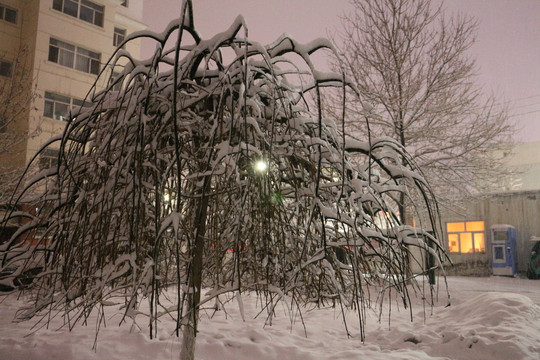 雪景树枝