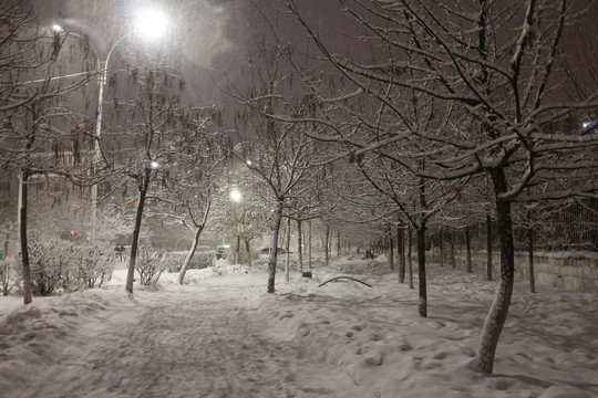 冬夜树林小路