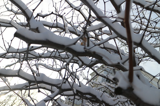 落雪的枣树