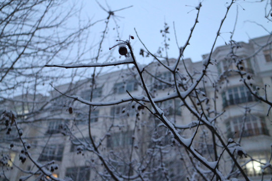 落雪红果树