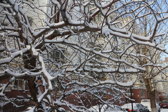 雪挂