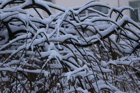 雪挂树枝