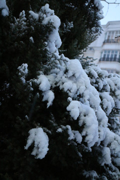 雪挂松枝