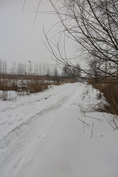 雪原雪路