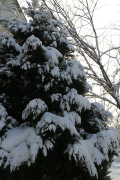 雪松