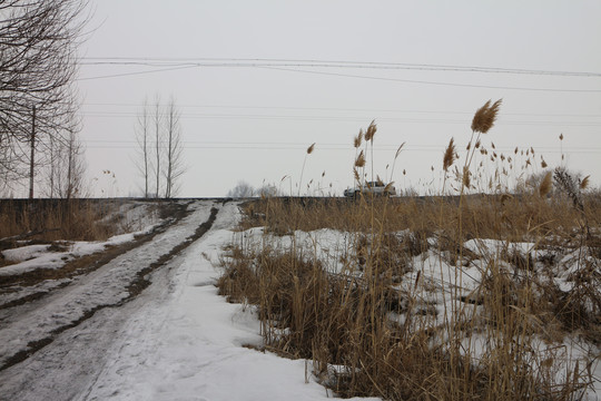 雪路芦苇