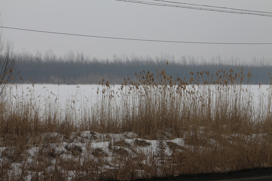 雪中芦苇