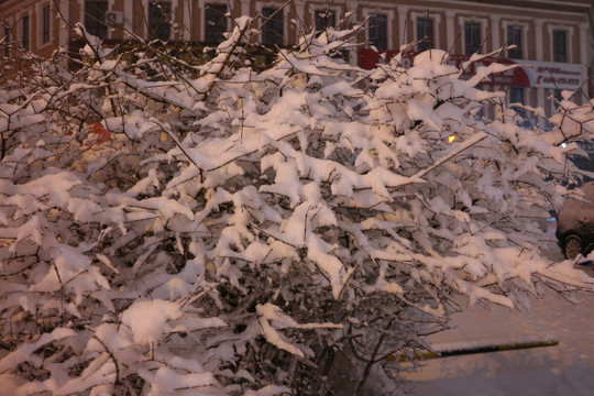 夜色雪树