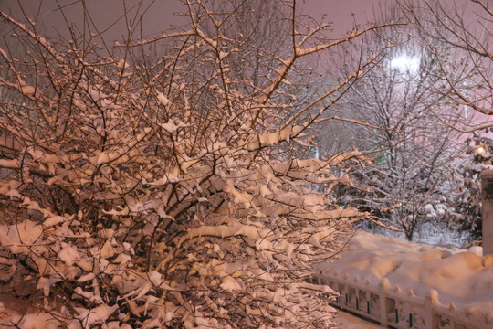 夜色雪树